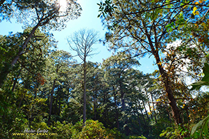 reserva biologica monserrat yuscaran