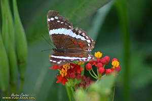 Mariposas de yuscaran