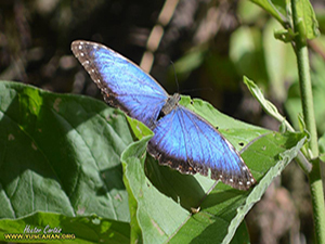Mariposas de yuscaran