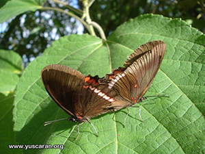 Mariposas de yuscaran