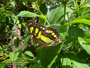 Mariposas de yuscaran